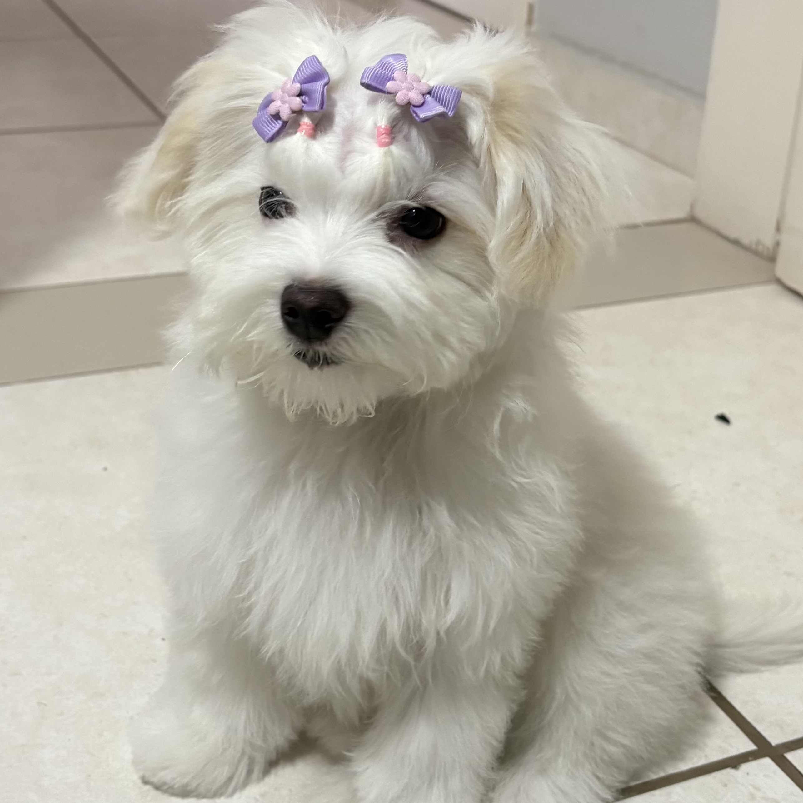 Maria Flor  Marlon Pereira Oliveira 