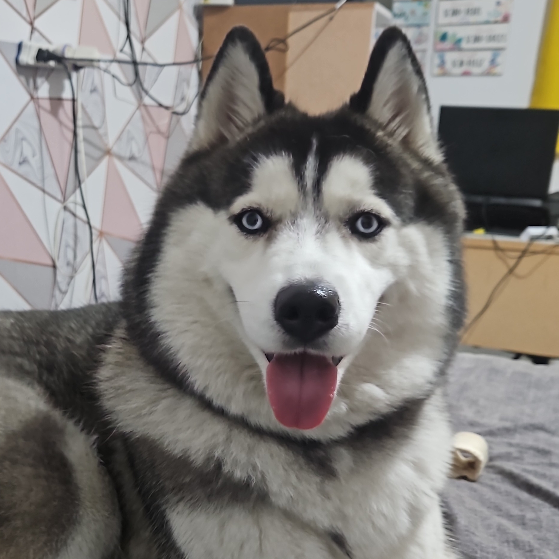 Luna Spartakus Wolf Thaís A Lopes 