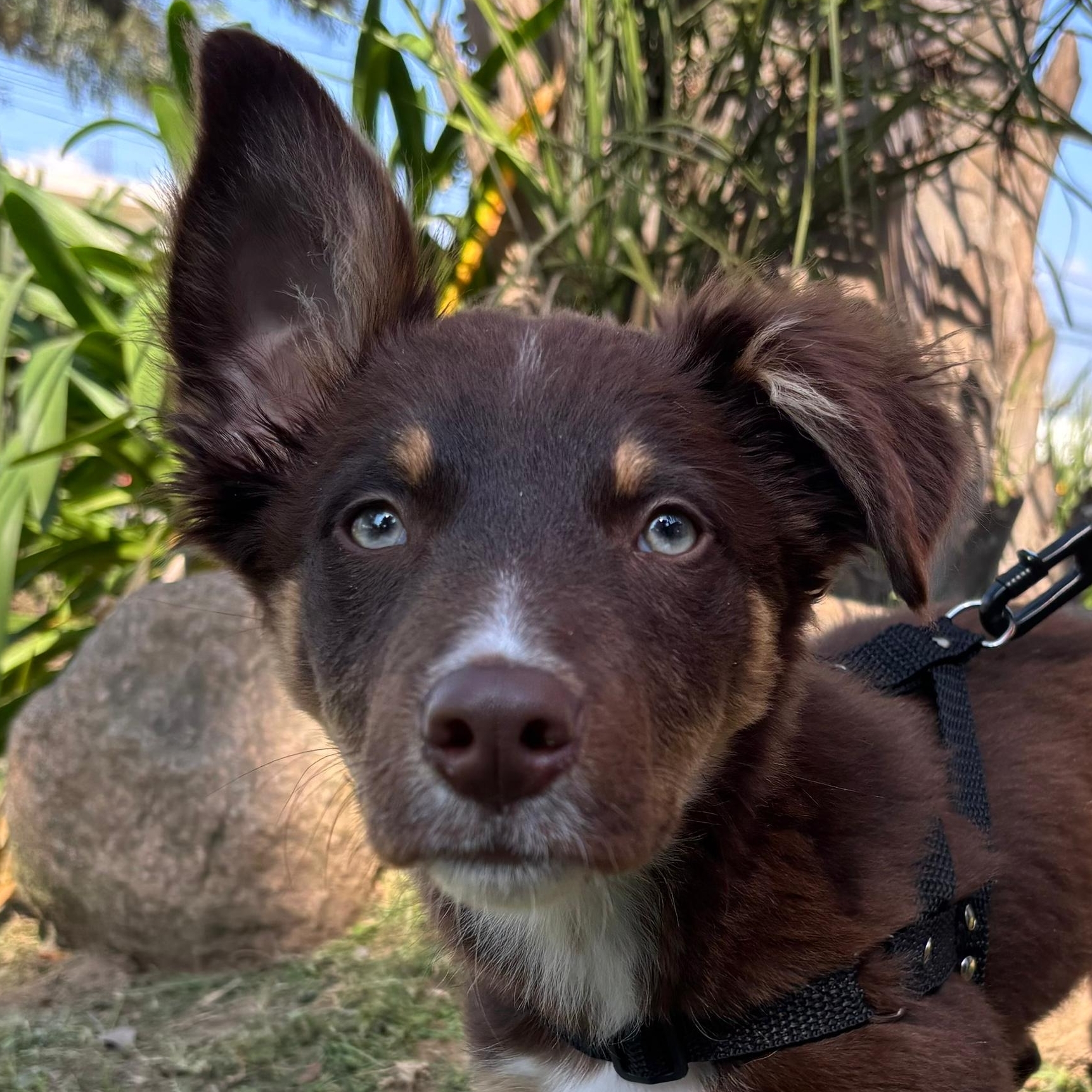 Chico Flavia Aires Sousa