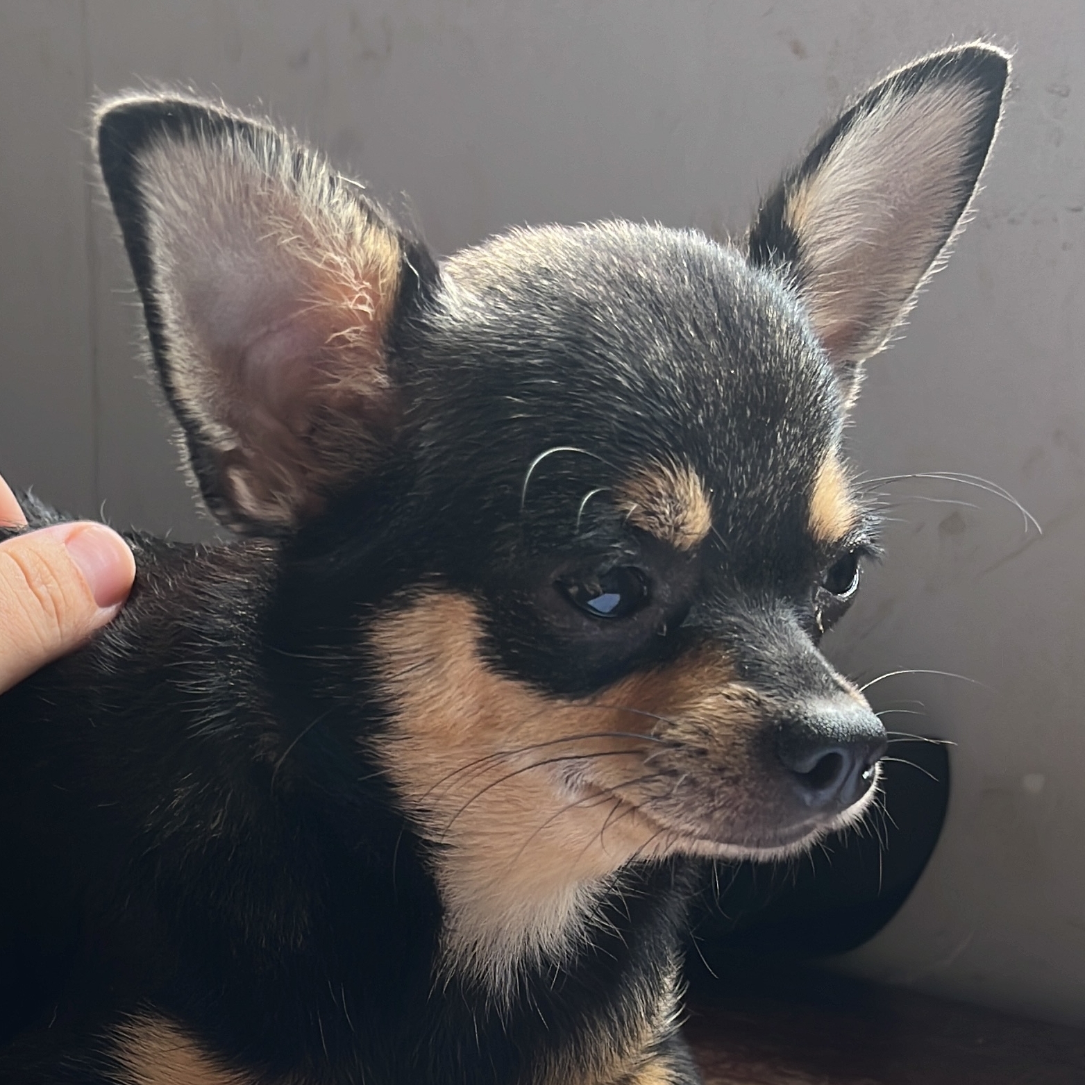 Mimi  Neuzza Borges 