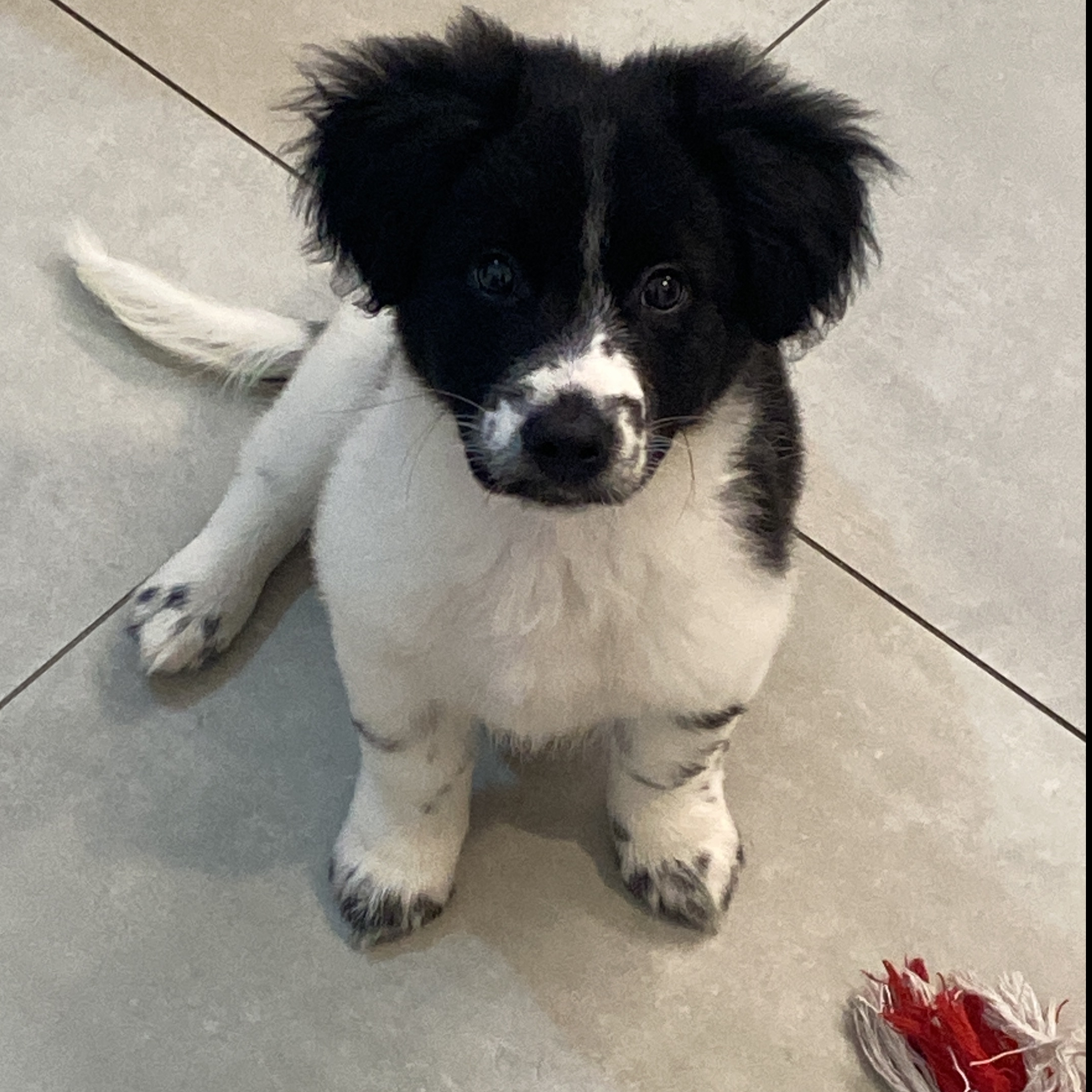 Oreo Bruna