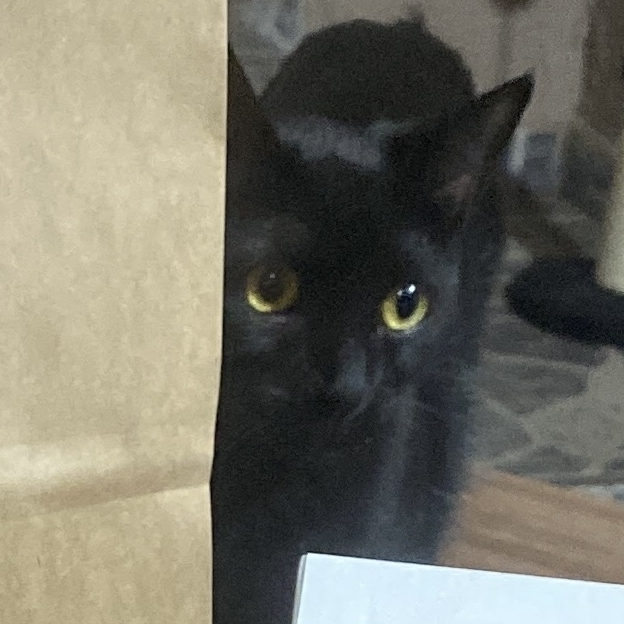 Morgana Mona