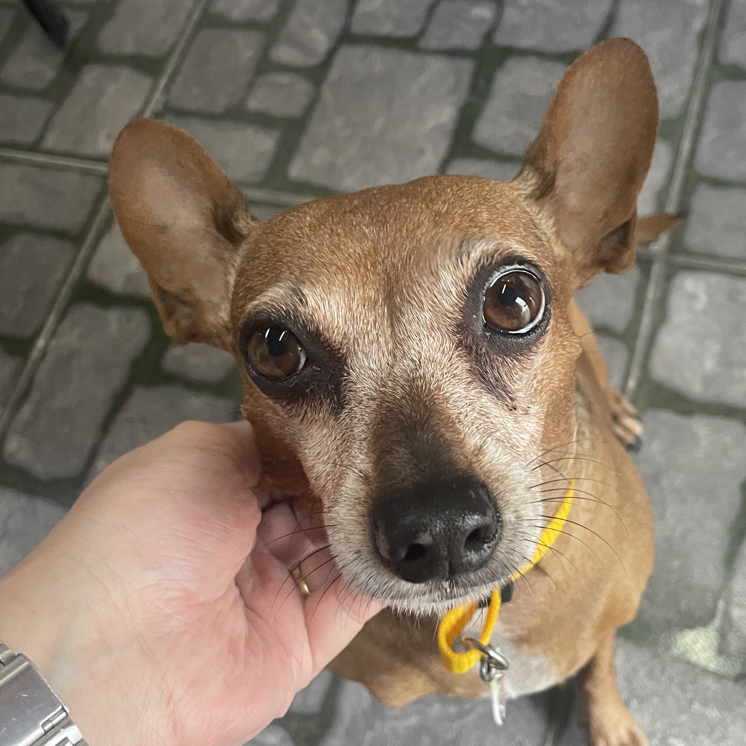 Pepeca  Gabriella
