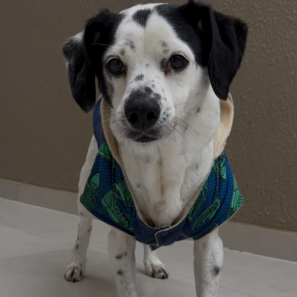 Otis Ferreira Caprini Raiana Roberta Ferreira Caprini