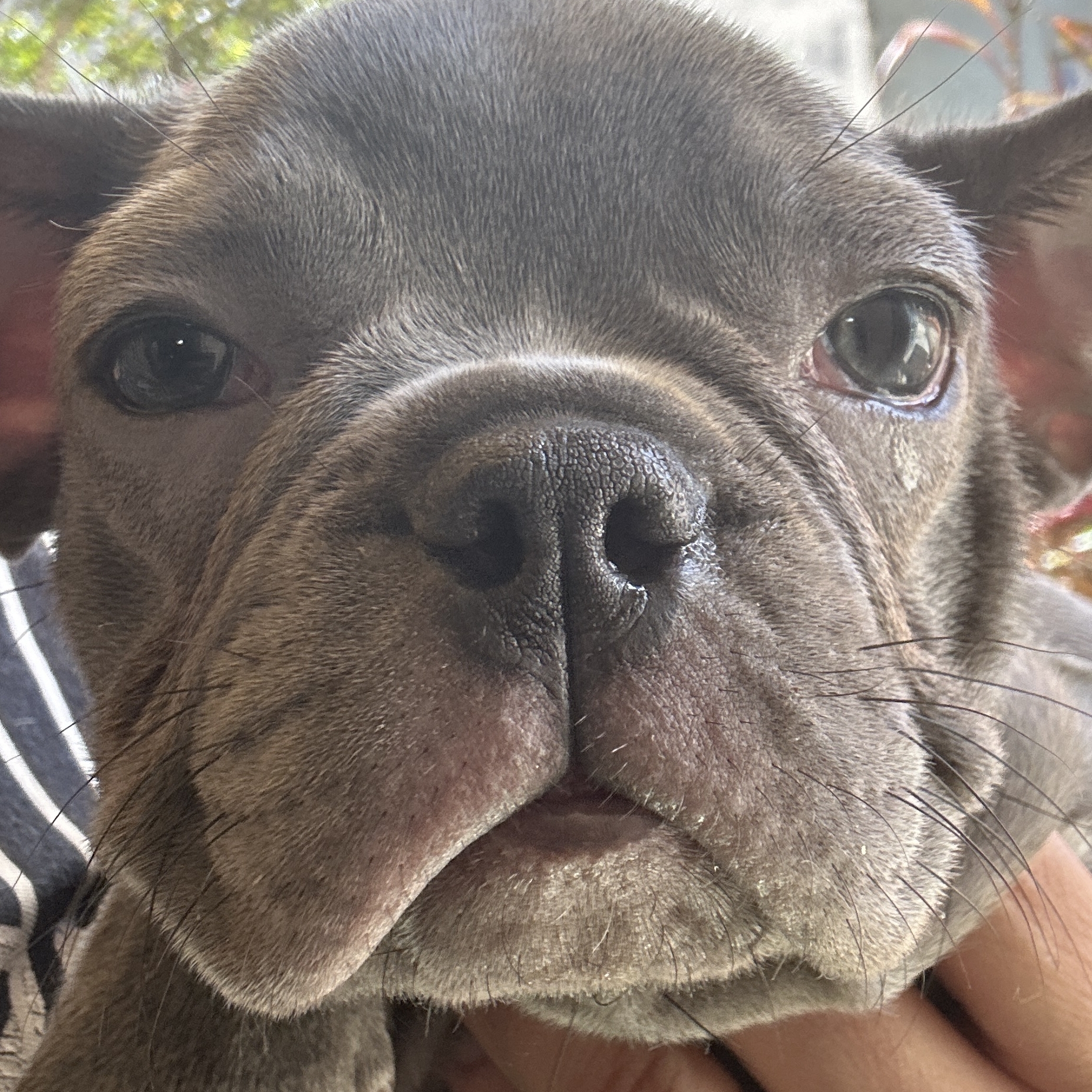 Nala Narjara