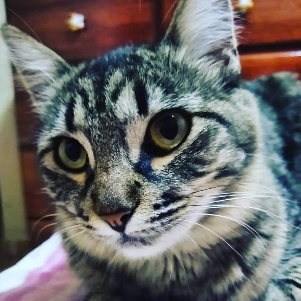 Sophia Dutra Ricardo Onorio Belver Dutra 