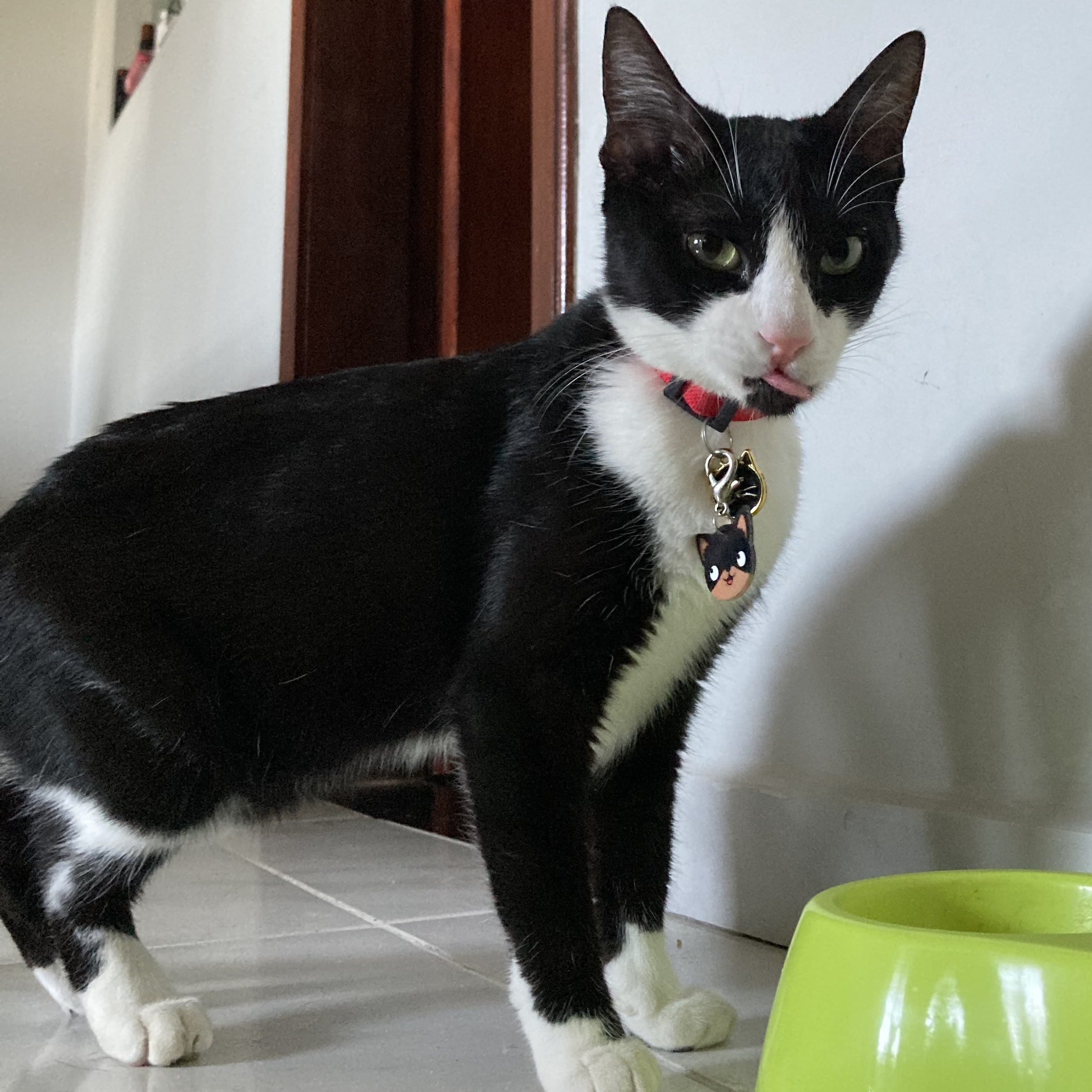 Teca Pedro/Perla