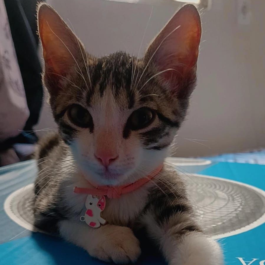 Amora  Mariana Mendes Ferreira 