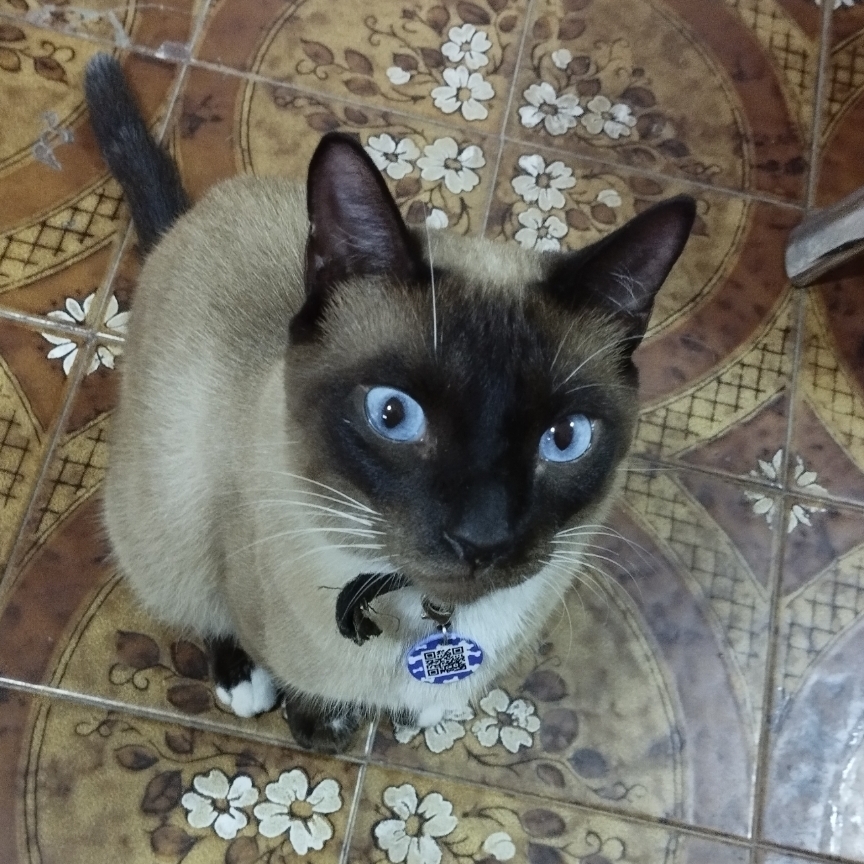POMBO  Fabrícia 