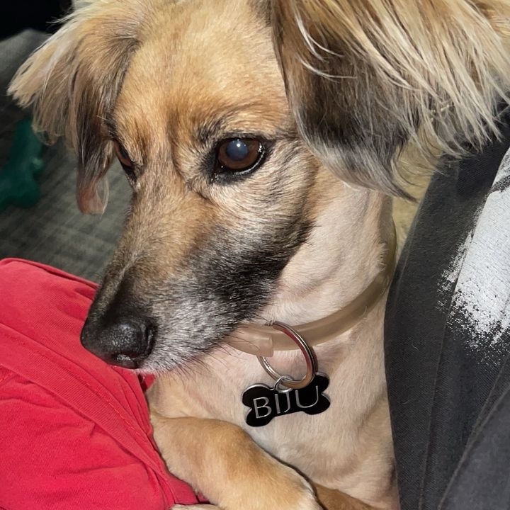 Biju Gisele Lusa ou Juliano Felix Siqueira