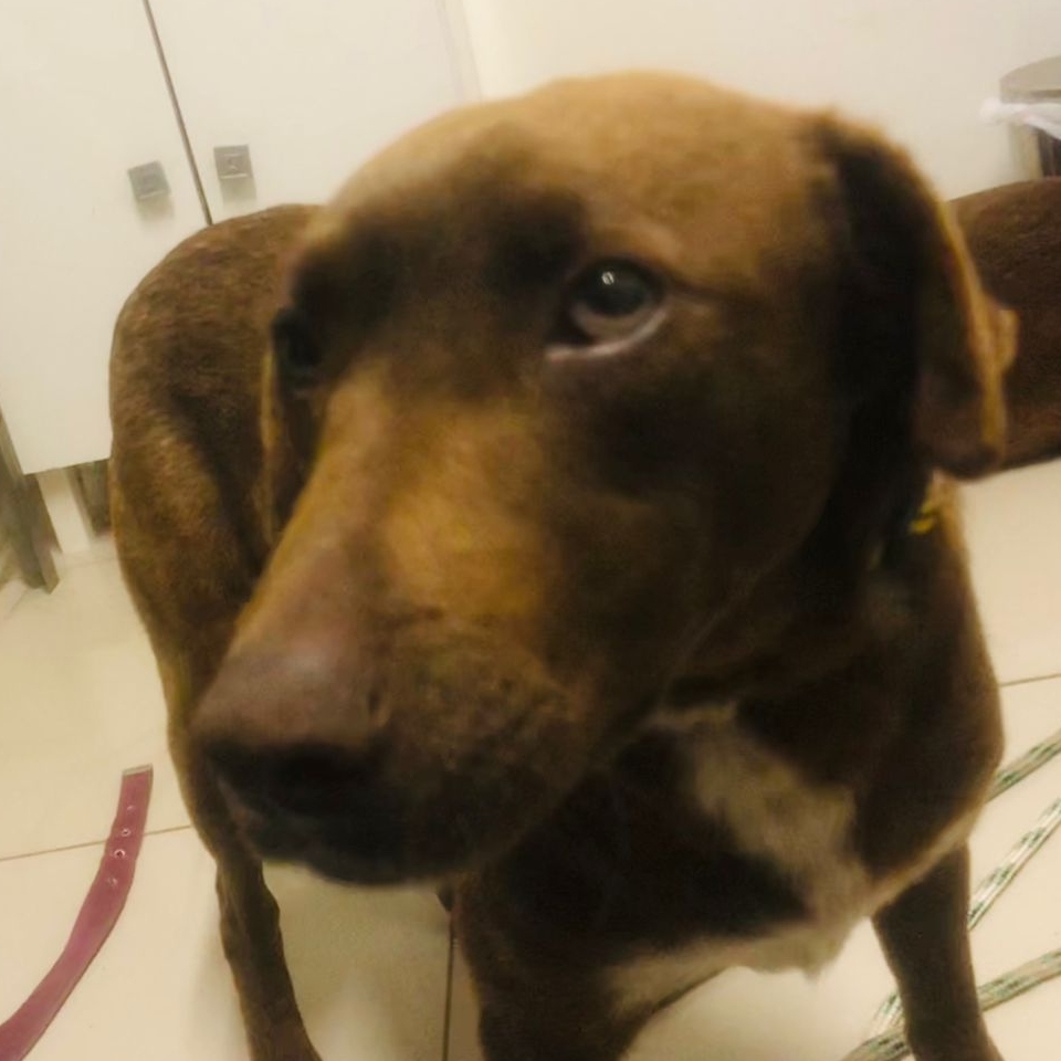 -Ana Carolina Projeto Cão Cidadão