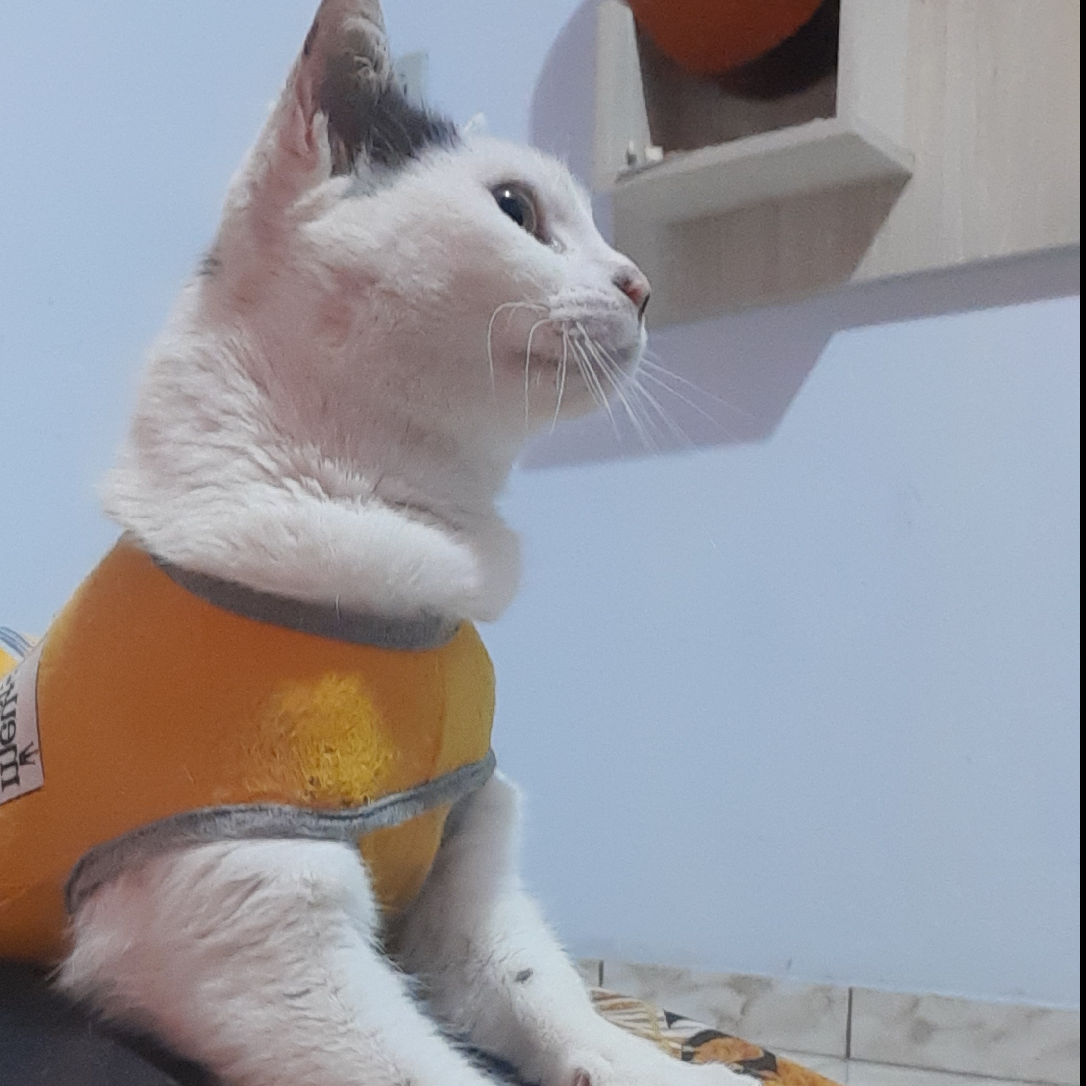Sagwa Lucas Alvarenga 
