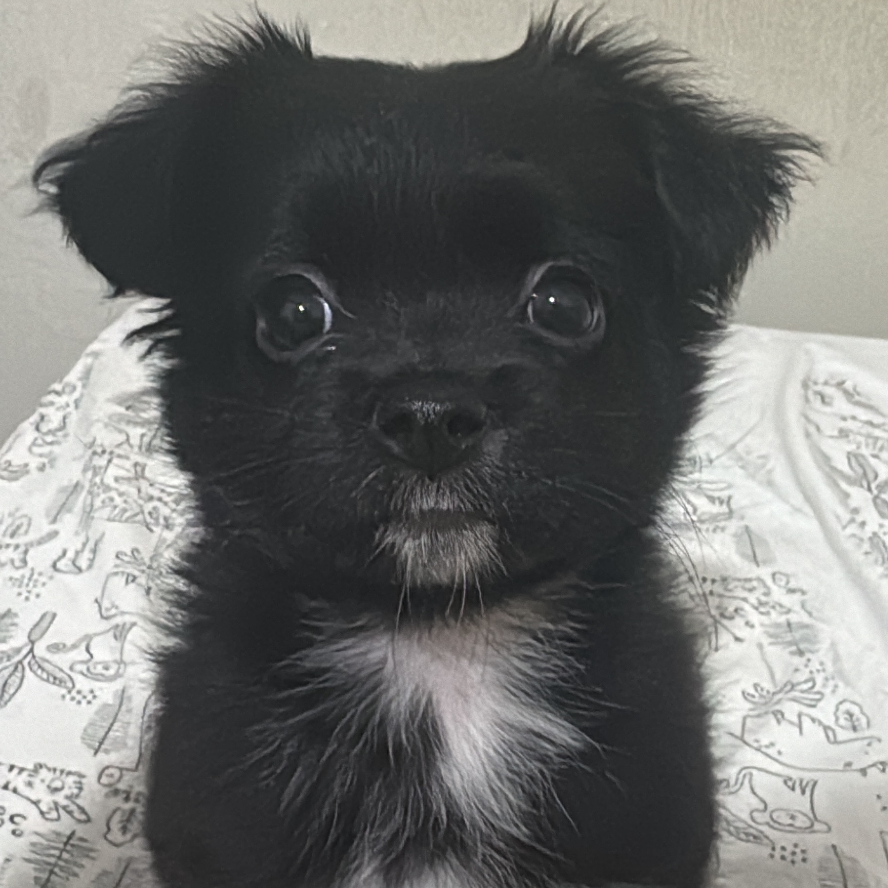 Lola Denise Lilly e Luna III Matos Cardoso Victória Kawanda