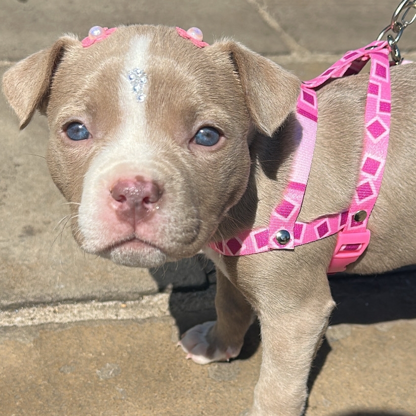 Layla Mariana