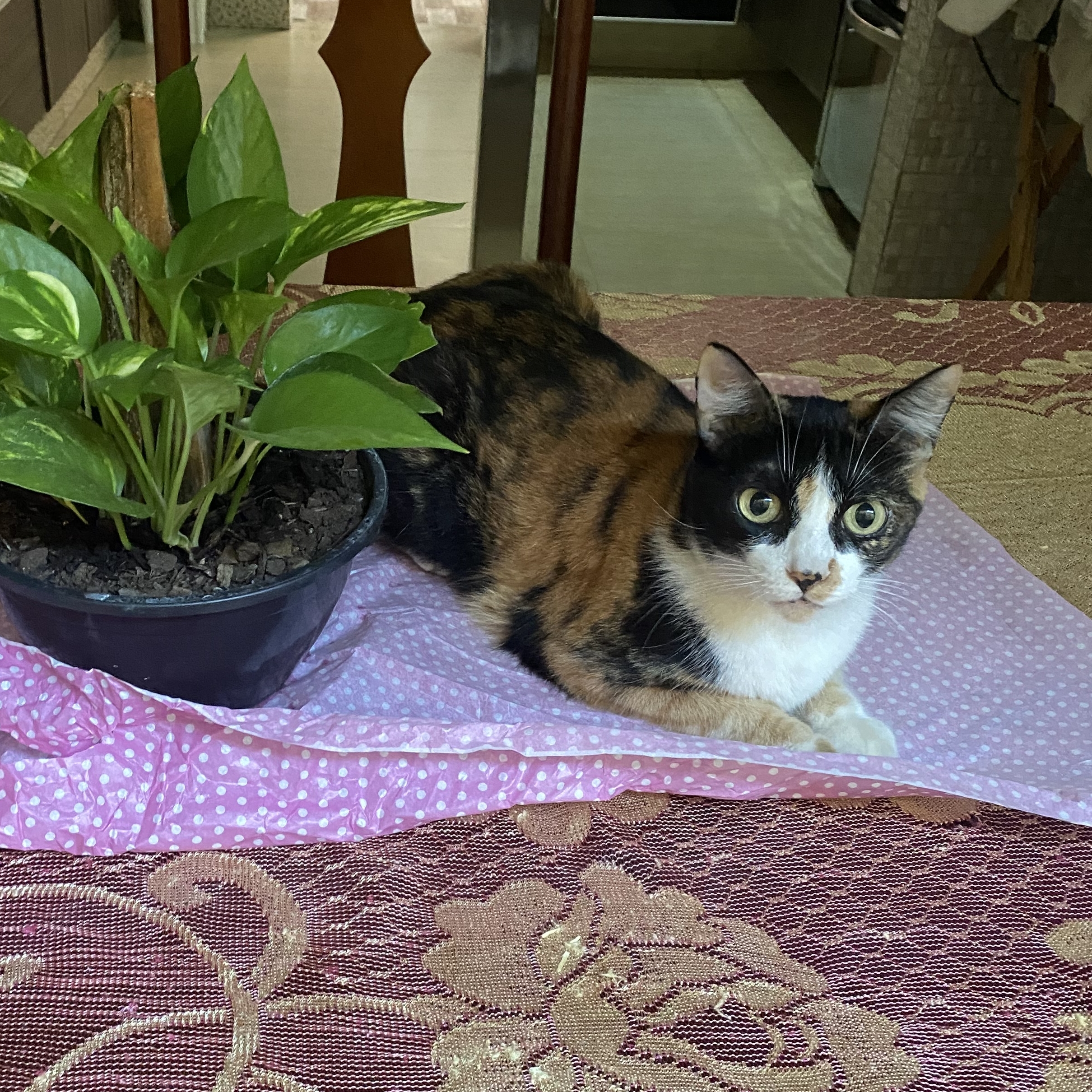 Charlotte Mona
