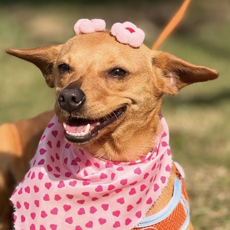 Olivia- Recém adotada