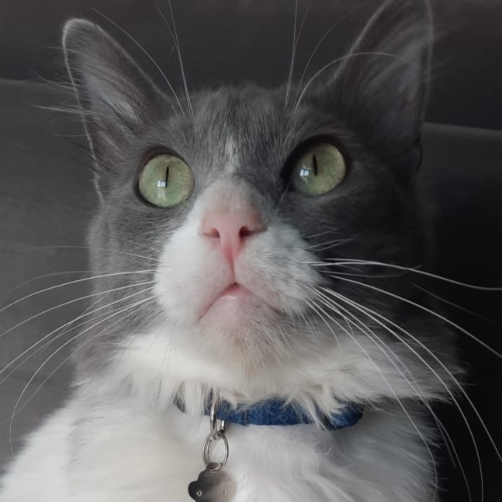 Simba Rafael / Vaneza Graebin