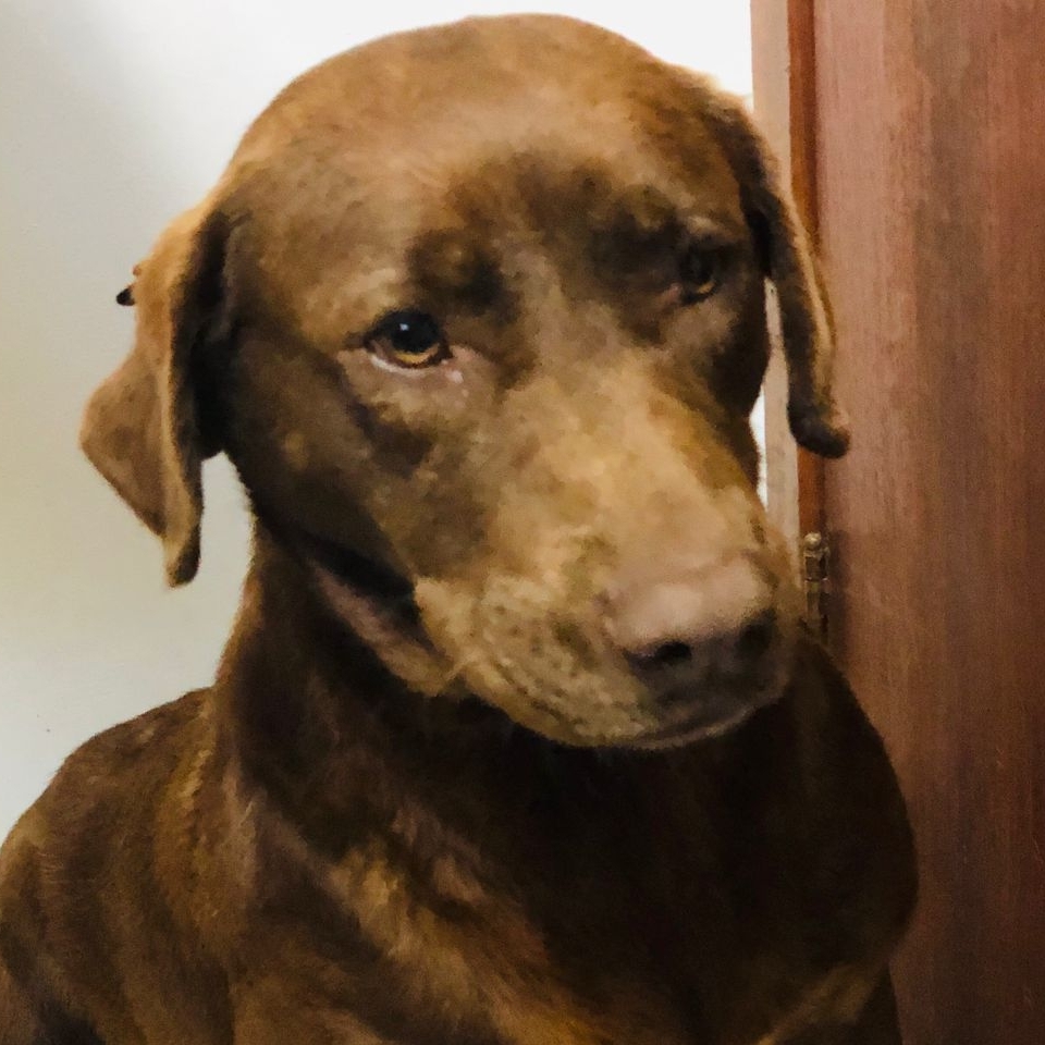 -Luciana Projeto Cão Cidadão
