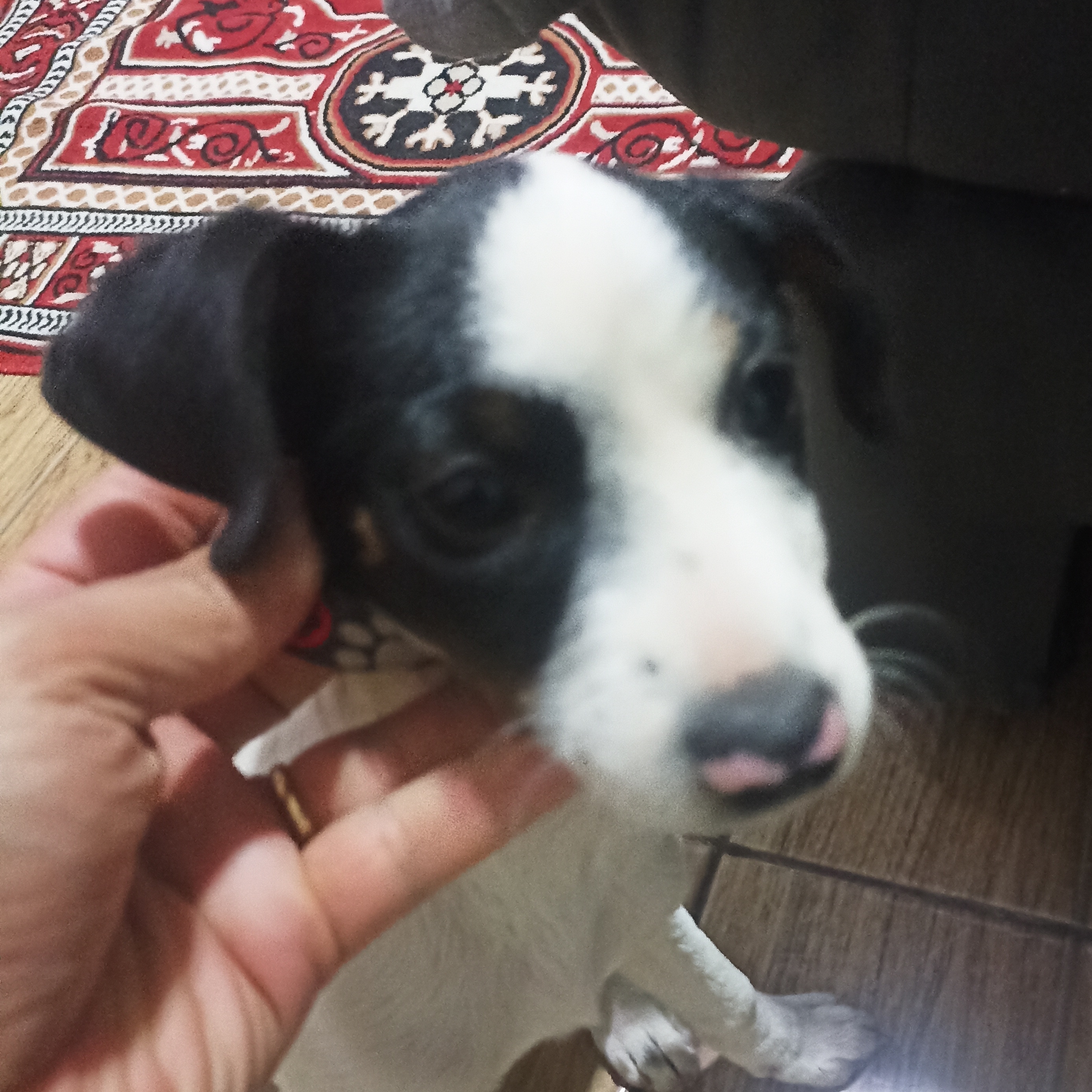 Luna Adriano de Freitas