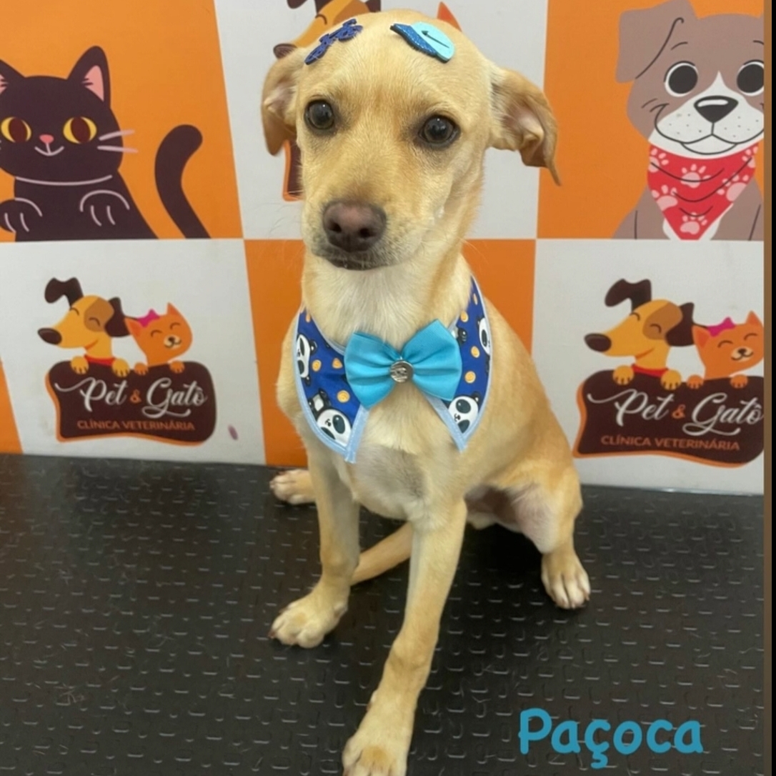 Paçoca  Ester ferraz