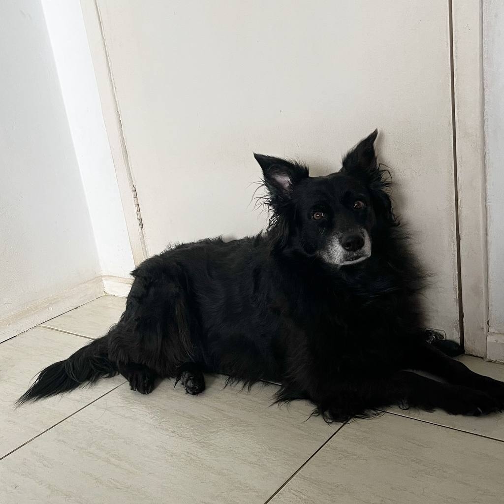 Khaleesi Pretinha Maria Fernanda Teles Oliveira