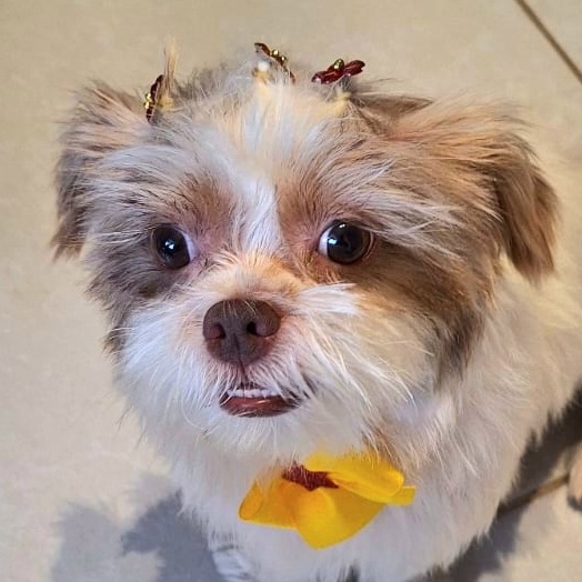 Fluffly Filomena Janio Ramos da Rocha