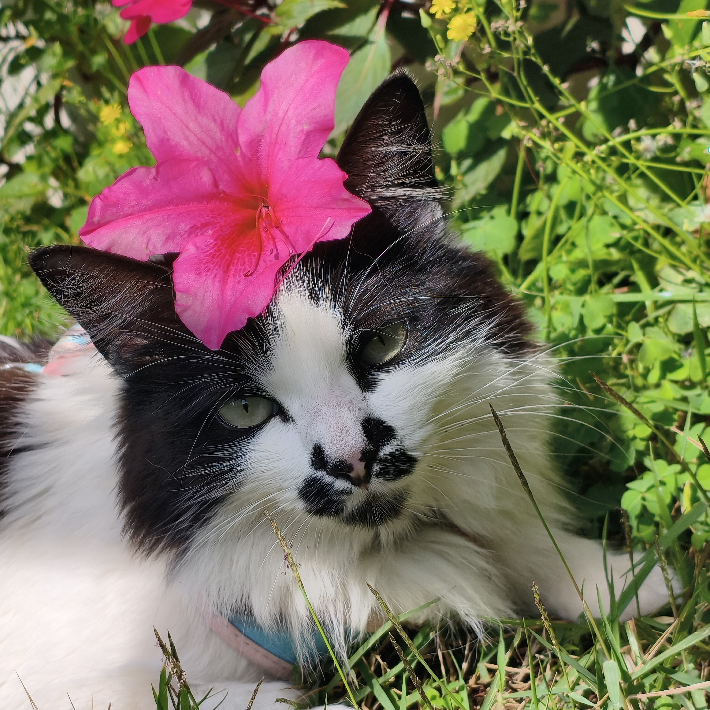 Melly  República dos Pets