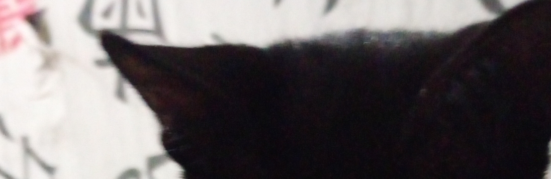 Pantera (gato filho) ele atende mais por esse Ana/ Maicon 