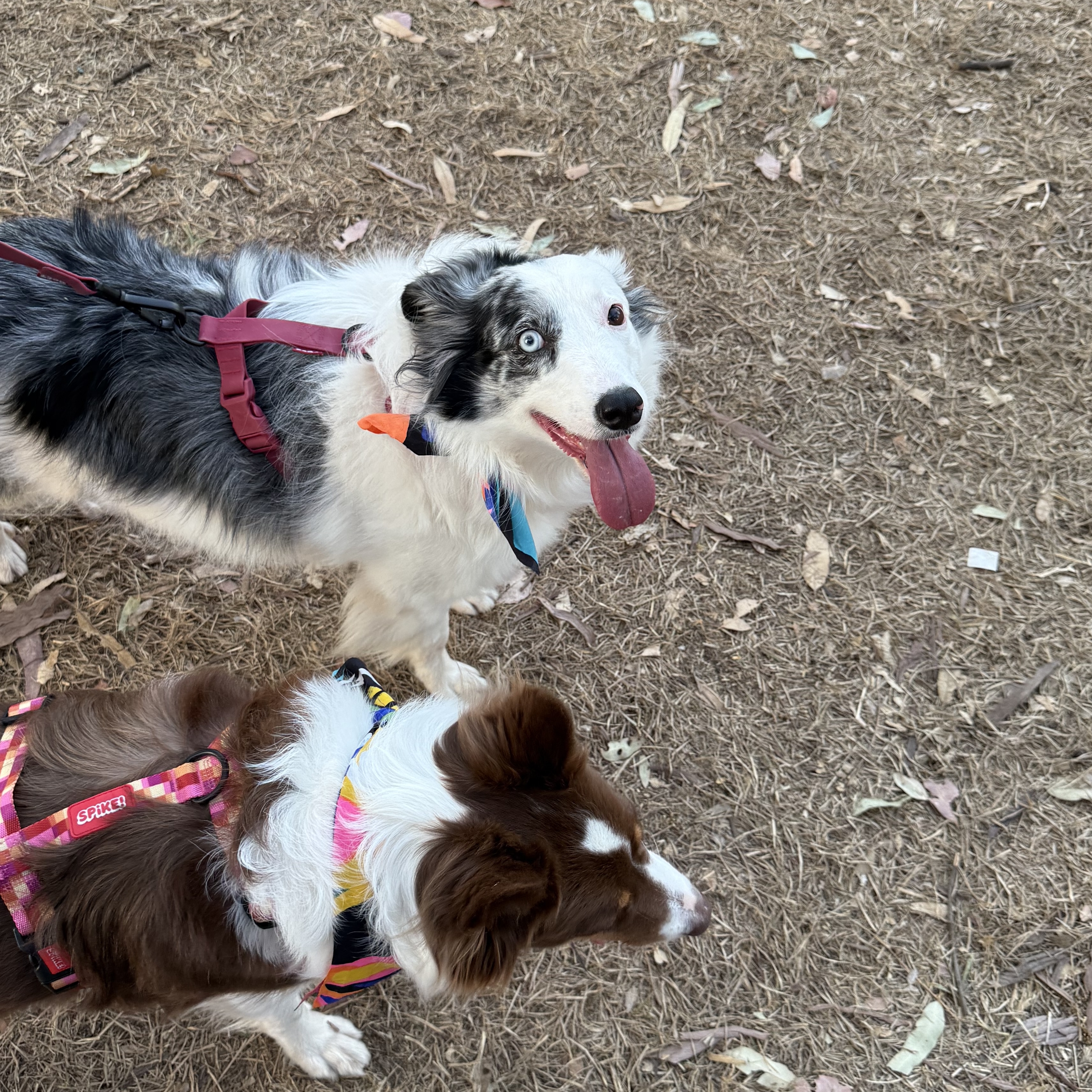  Nina Nai&eacute;le targa 