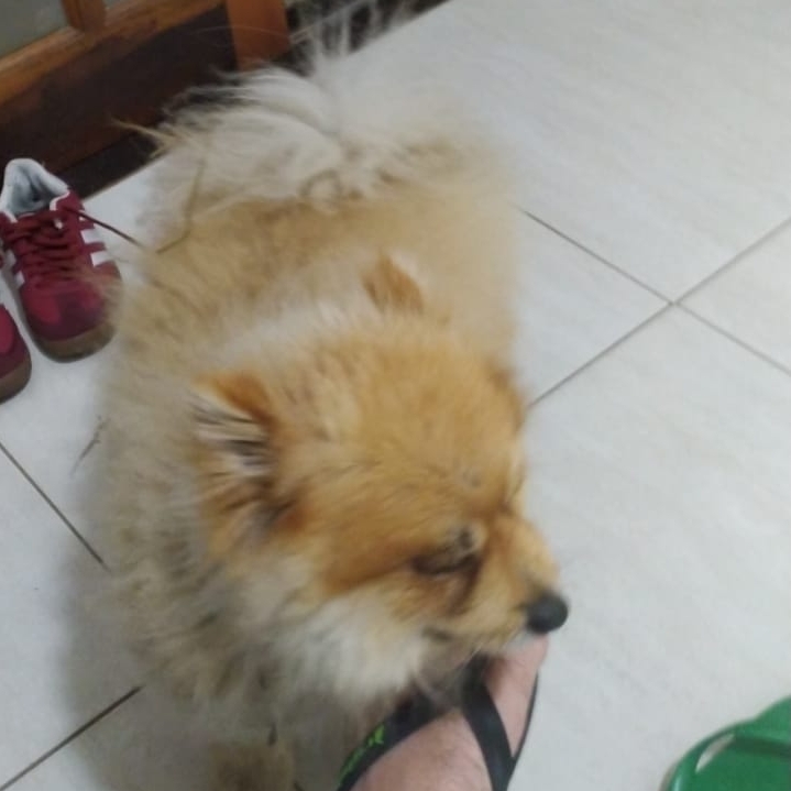 Pingo  Renata 