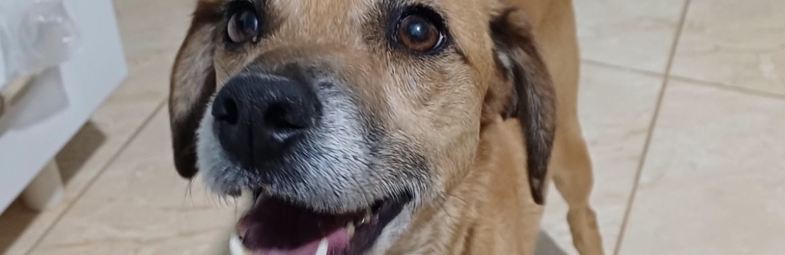 Juju carameloMaria do Carmo