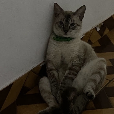 Freddie Lucas Ricardo