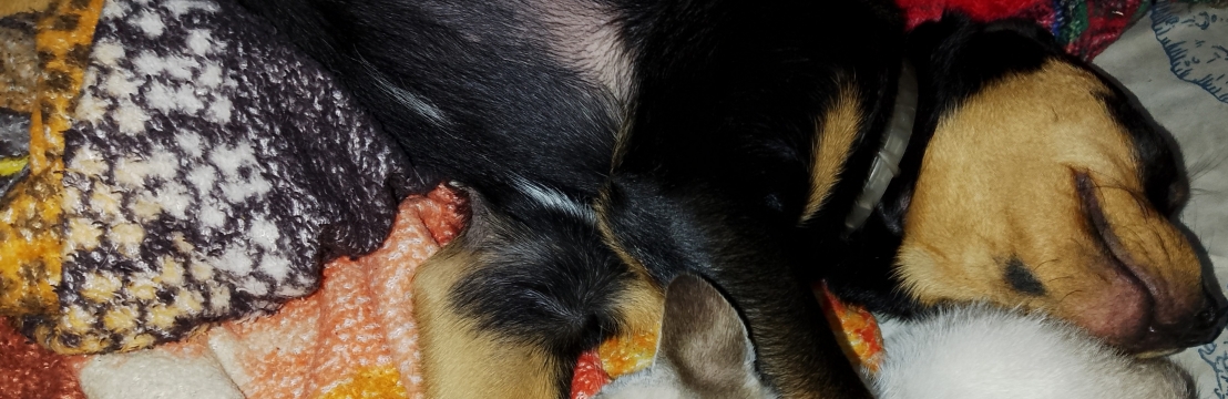 Germina Muniz DomicianoSandra Regina Muniz Barreto 