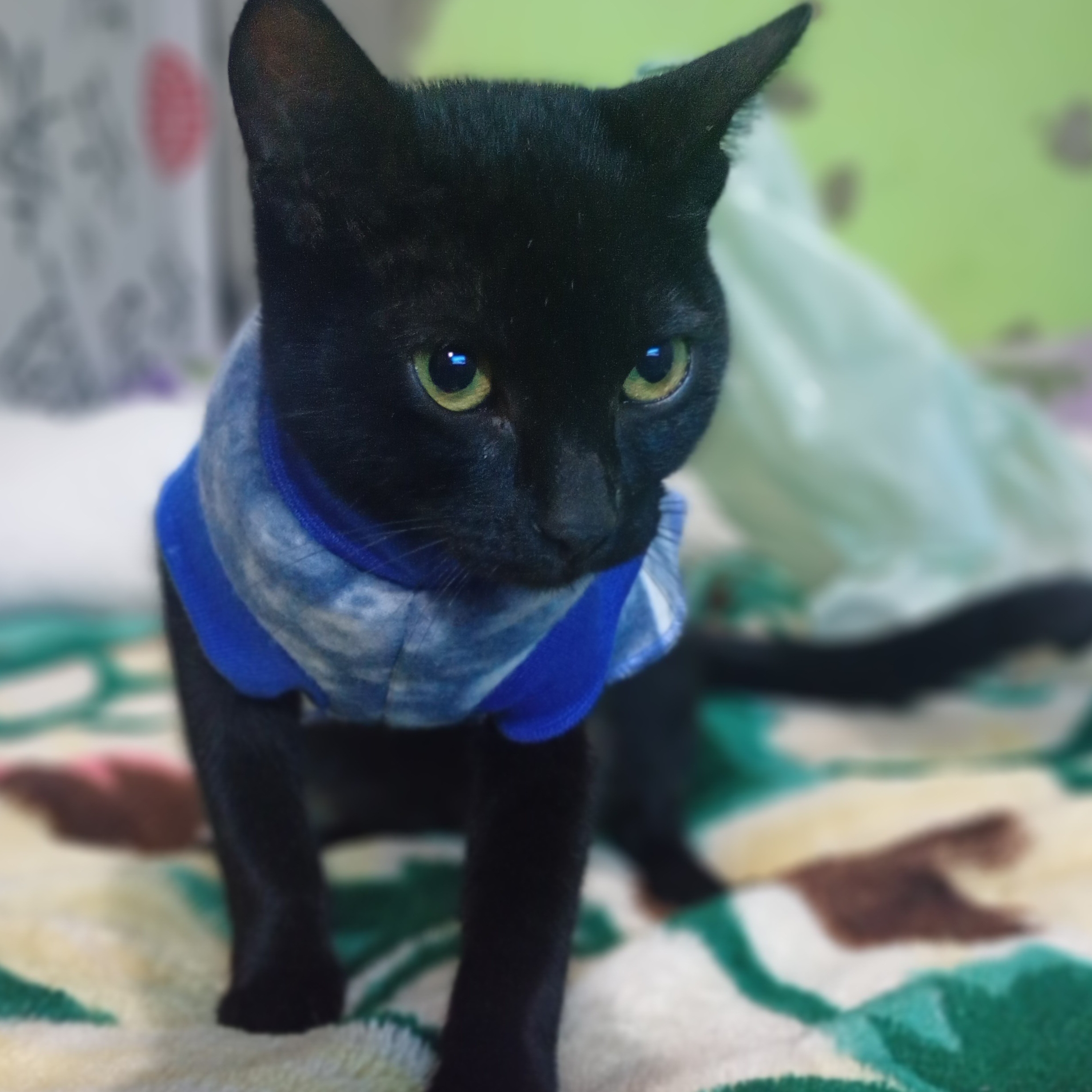 Pantera (gato filho) ele atende mais por esse  Ana/ Maicon 