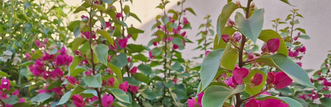 NINA FERREIRA -CIDINHA FERREIRA e cia.