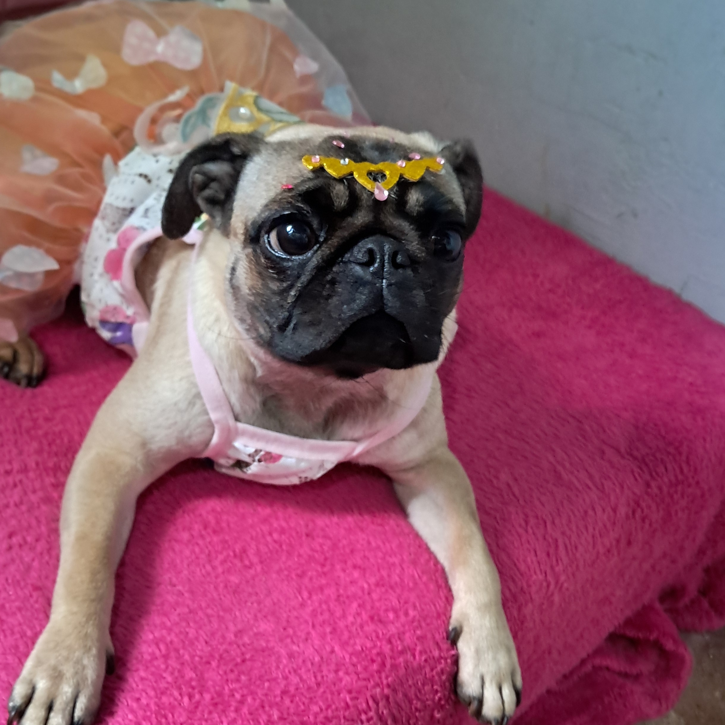 Mila  J&eacute;ssica aparecida da silva 