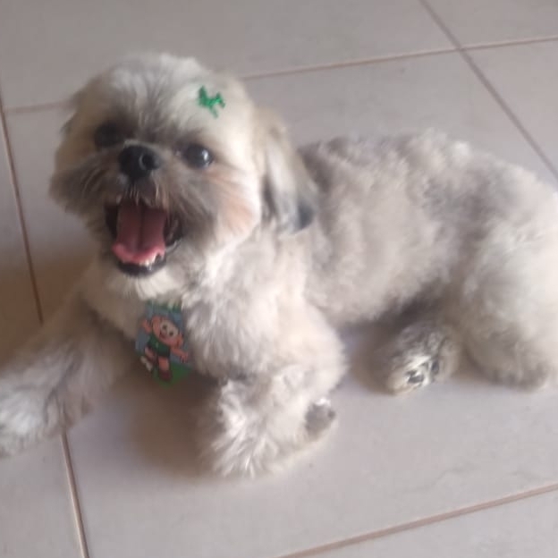 Toddy  Sandra Rego Tonha 