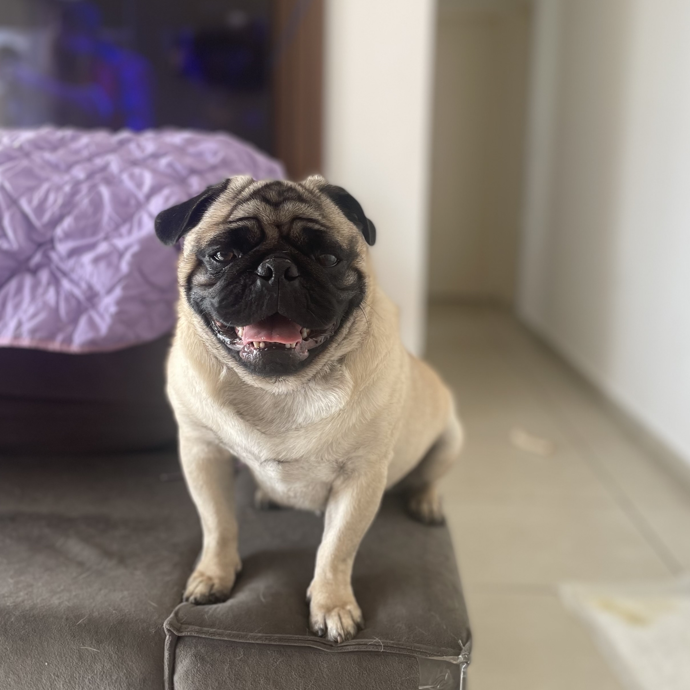 Lucky Ana Júlia 