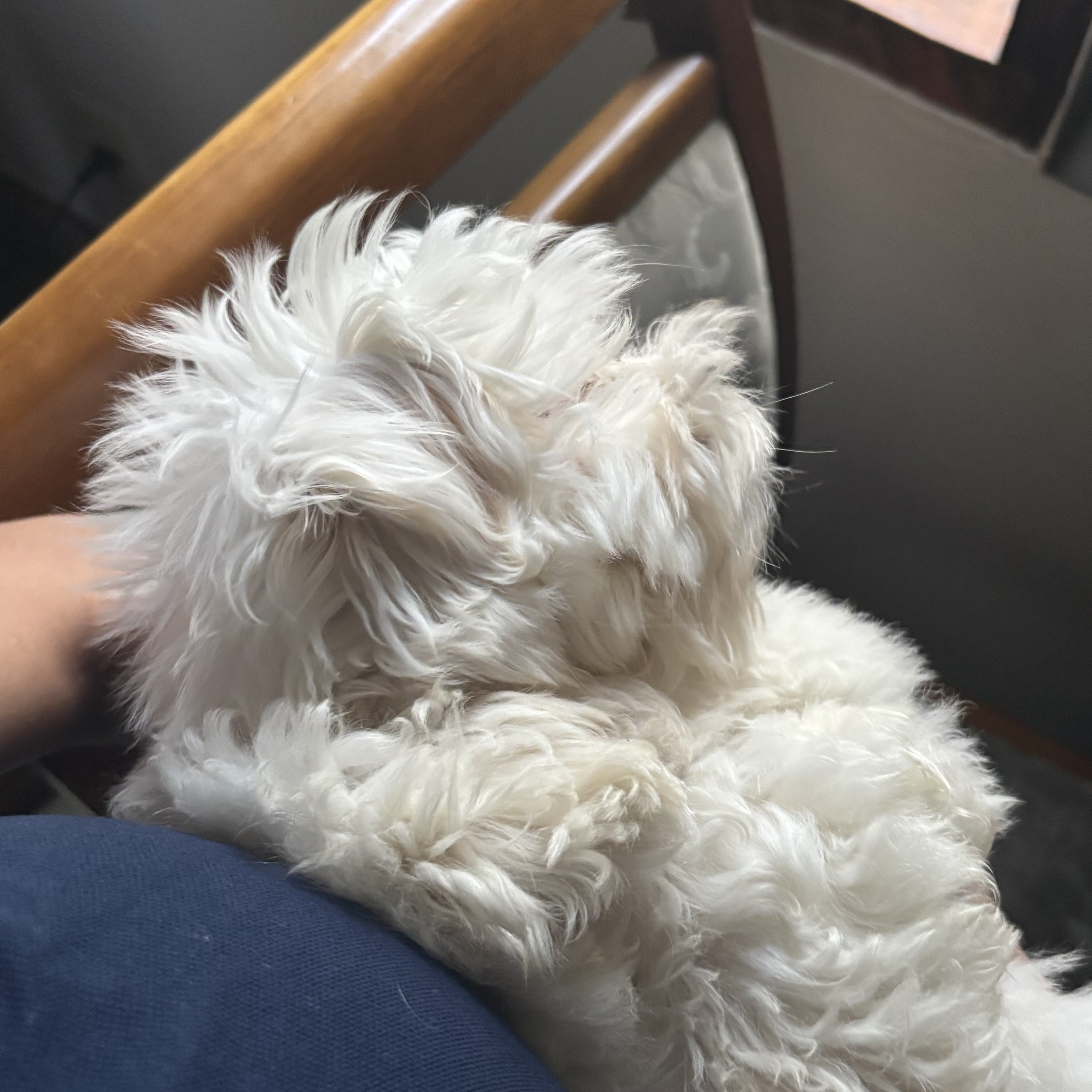 Floquinho Frost Machado Freitas  Tatiana Gorete Ribeiro Machado e Freitas 