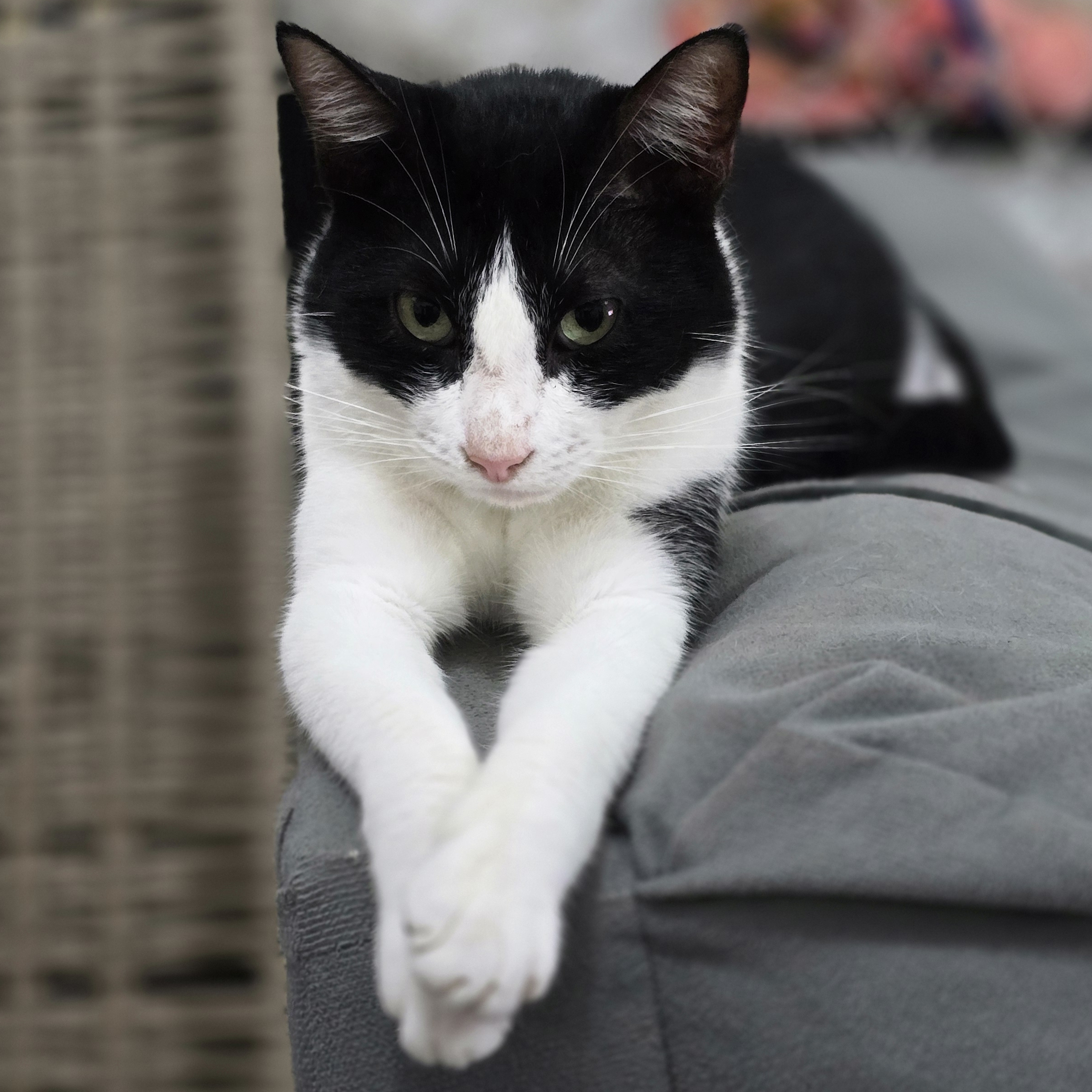 NUTELLA RAIZ CAT OSCARLEANA LIDUINA BARBOZA DE OLIVEIRA 