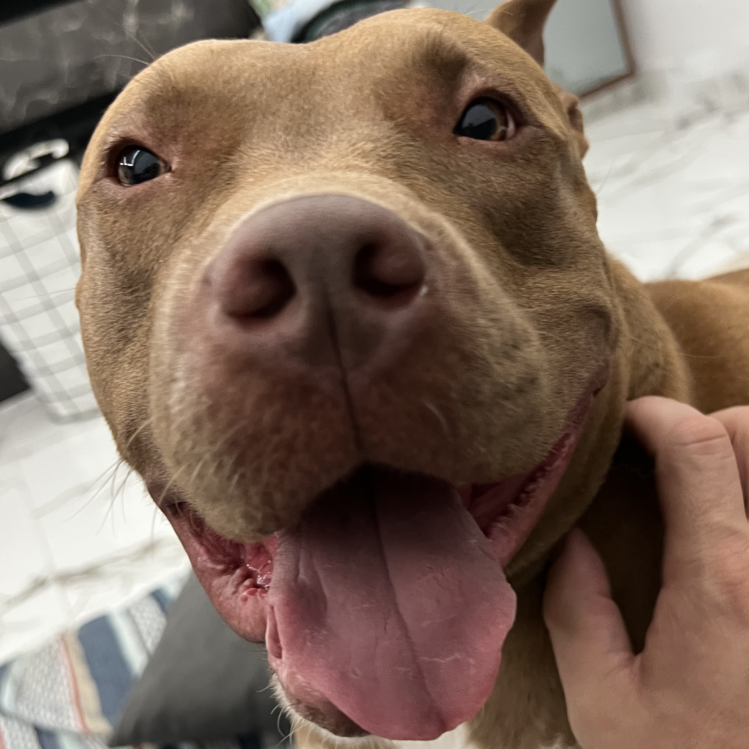 Athena Fernando Carvas