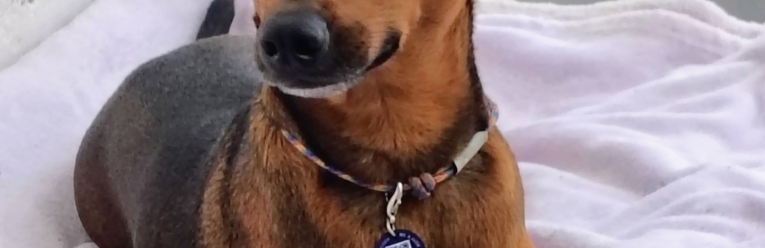 -Canela 🐶Ana Luiza & Gustavo