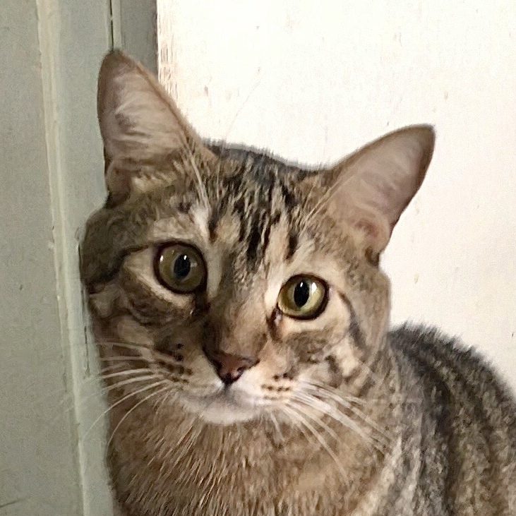 Iogurte Quesada Bianca Quesada