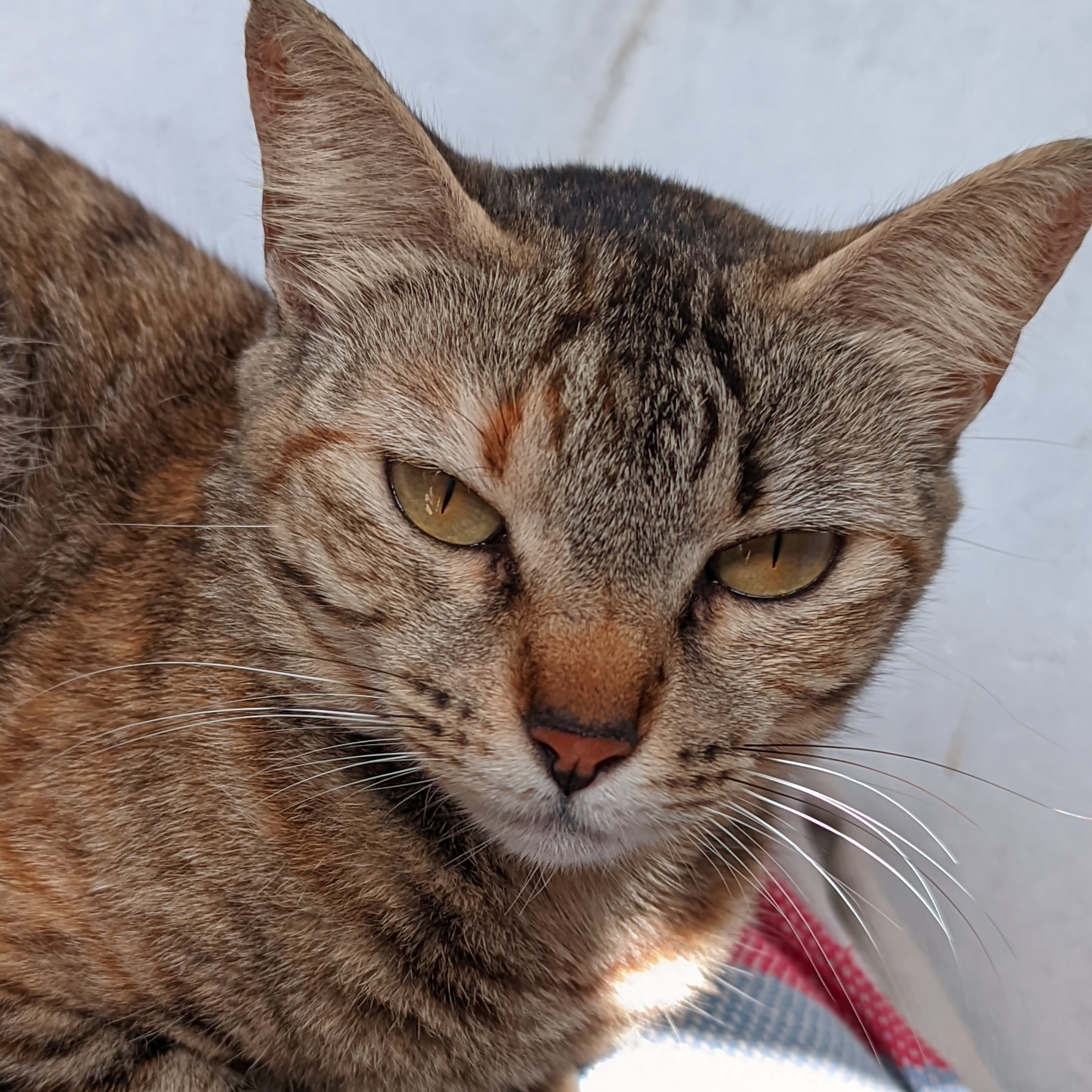 LAYLA RICARDO ( KAK&Aacute; )