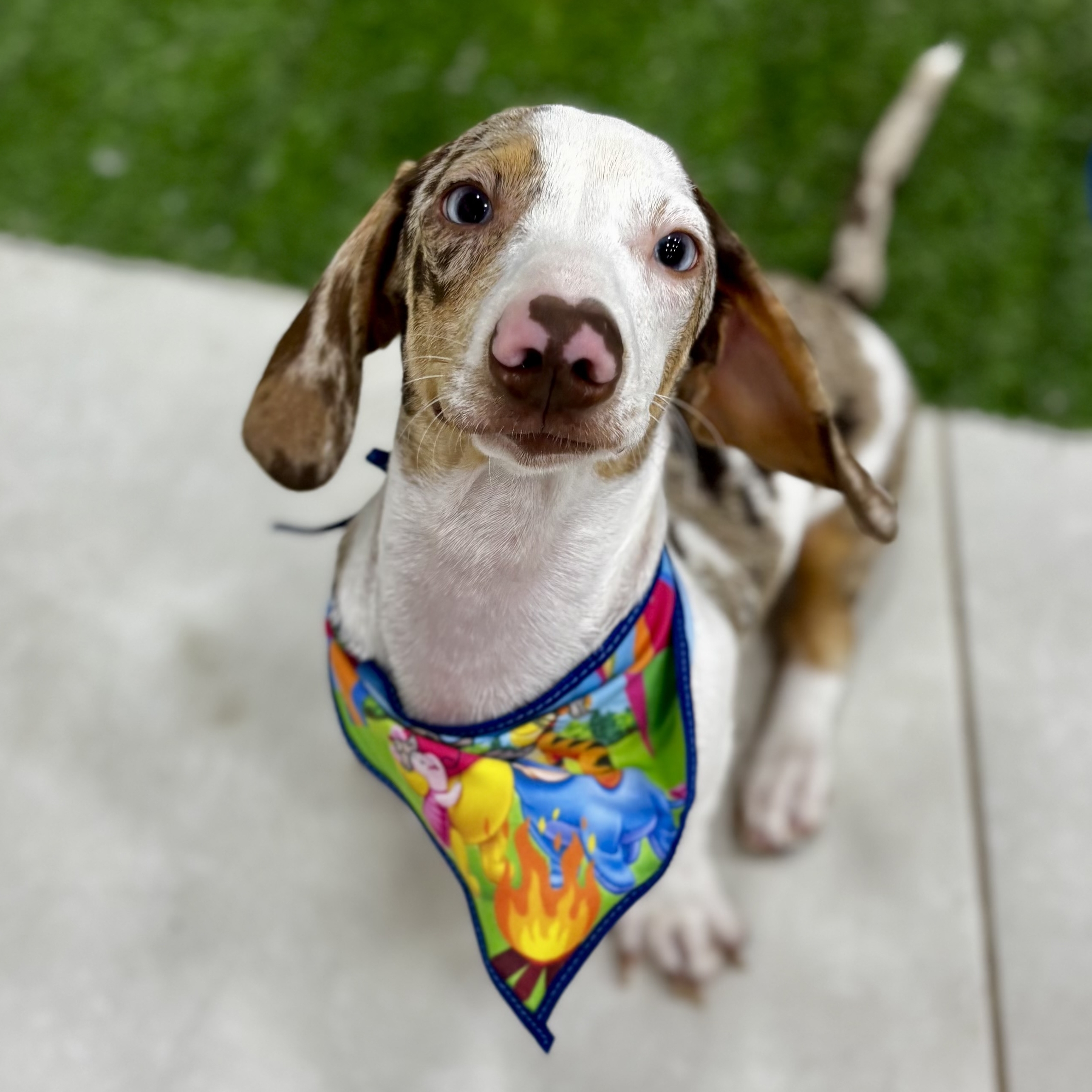 Slinky Augusto Nat&aacute;lia 