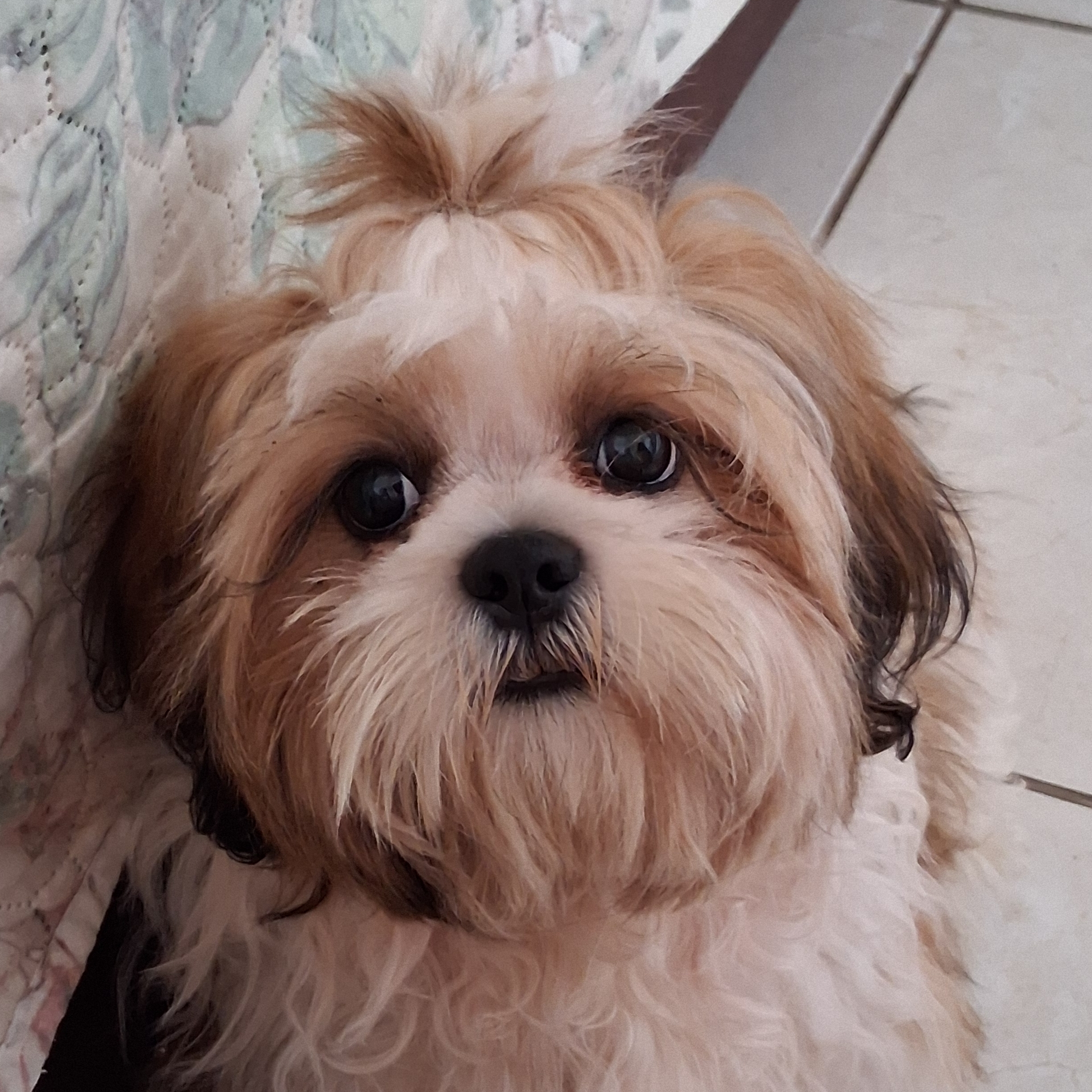 Teddy Francisco Gouveia Jemima Ferreira da Silva