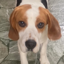 Calleri Rafaela Gelk Silva