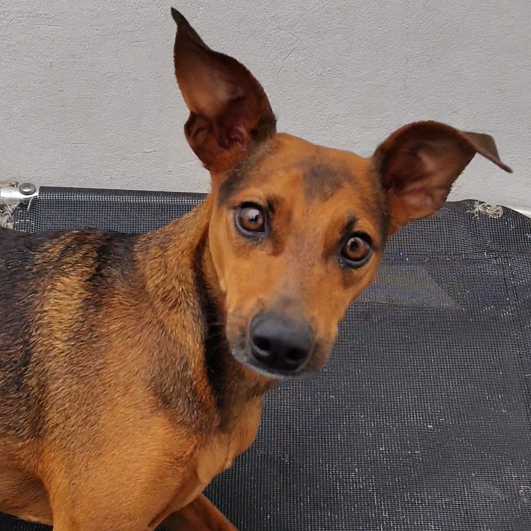 -Canela 🐶 Ana Luiza & Gustavo