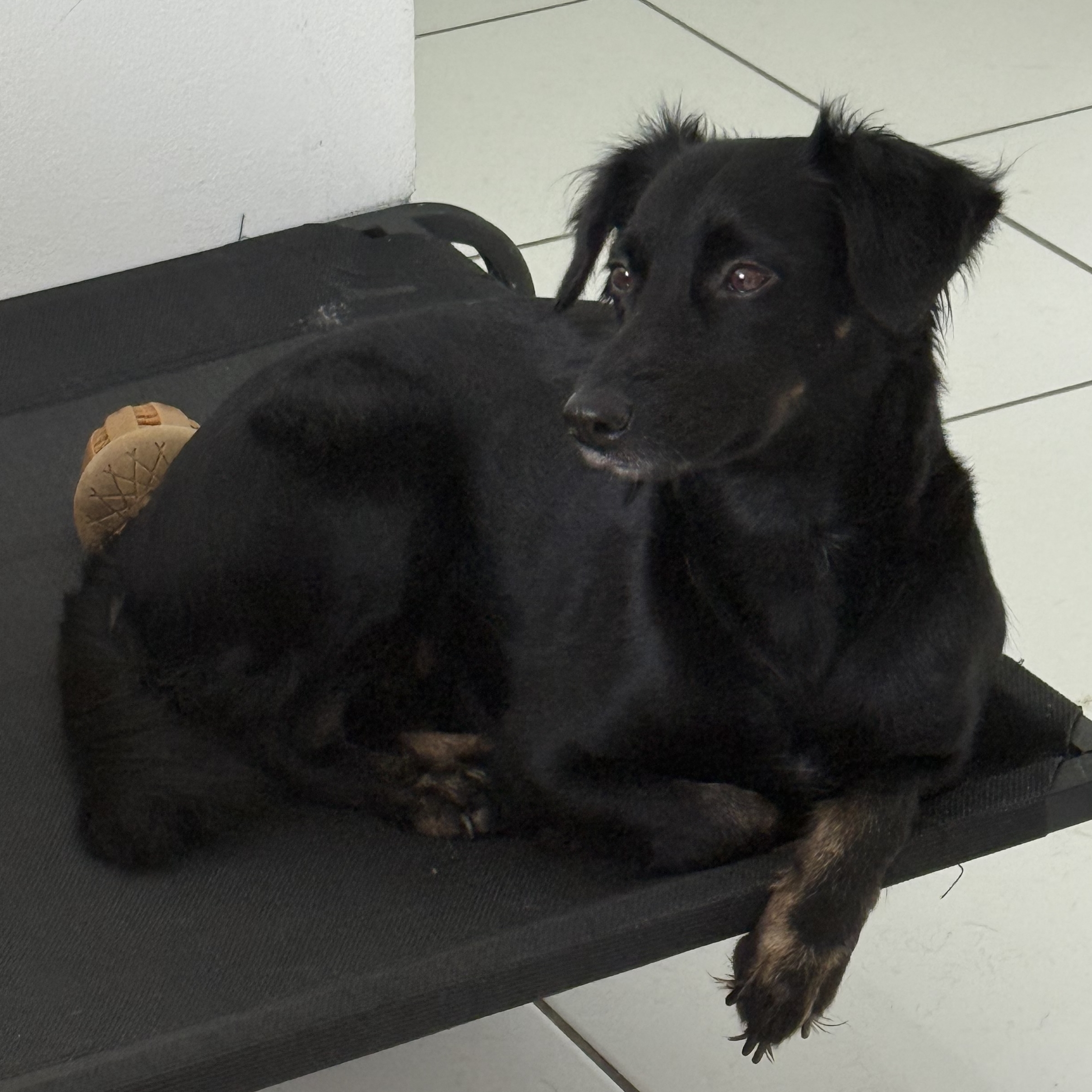 Ma&ccedil;&atilde; Alessandra 