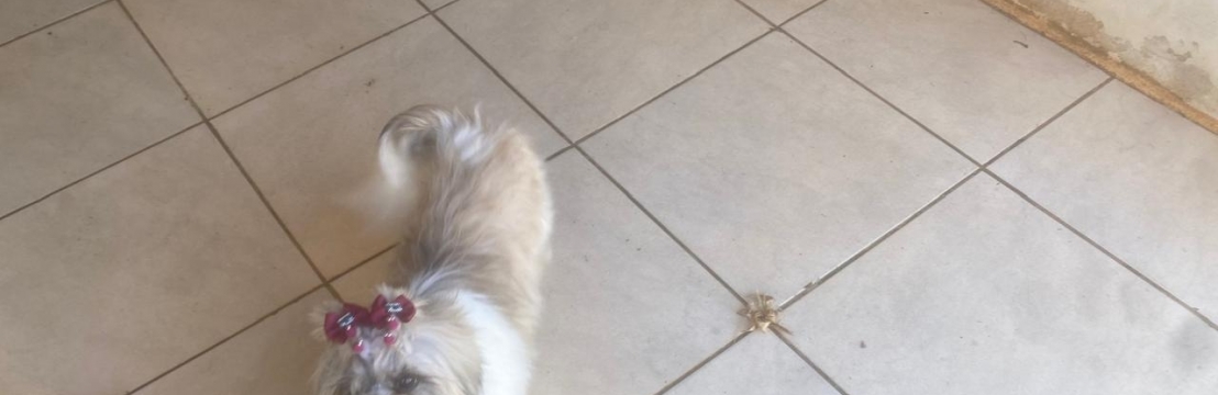 KakauManoel Medeiros